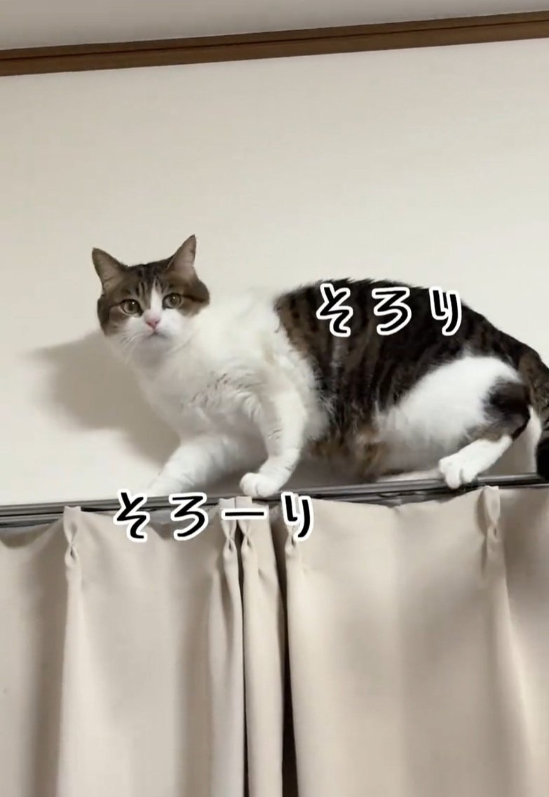 出所：@nikoandkotatorowasabi