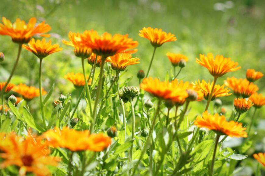 【寄せ植えガーデニング】春まで楽しめる多年草や一年草　きらめく宝石のような花12選