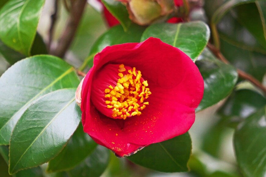 【ガーデニング】冬こそ「レッド」が映える庭。深紅が美しい大人シックな植物8選