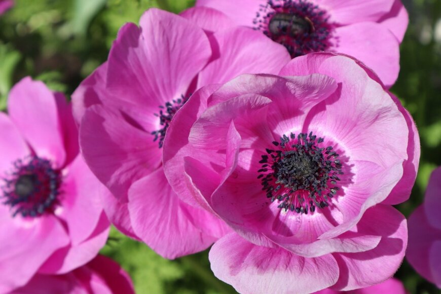 アネモネの花。色はピンク。