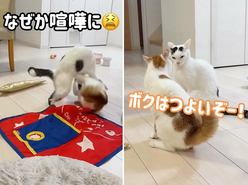 投稿の画像
