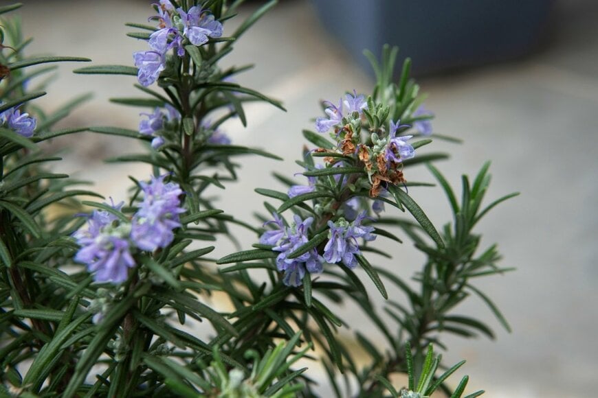 淡い青色の花を咲かせている、ローズマリー