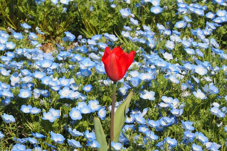 満開のネモフィラの中に咲く、1輪のチューリップ