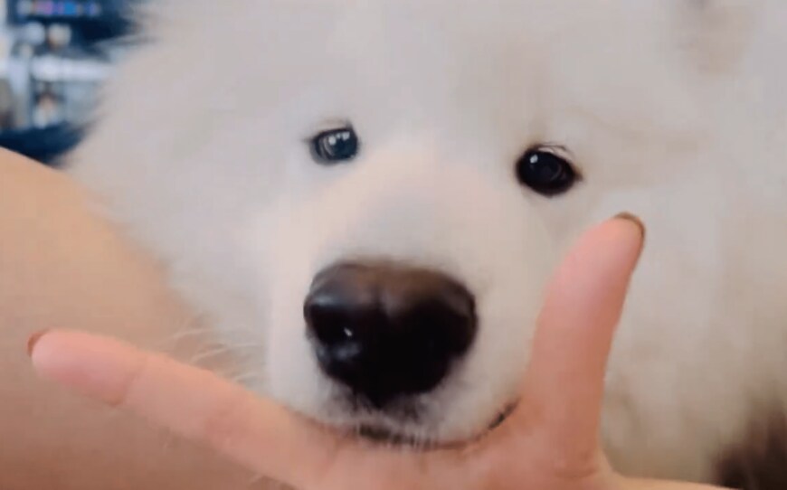 リンゴが食べたいサモエド