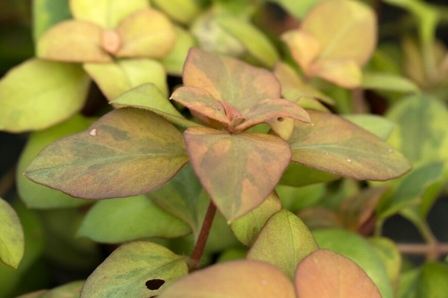 淡い緑色に濃いピンク色の斑が入ったリシマキアの葉。明るい黄緑色の葉もつけている