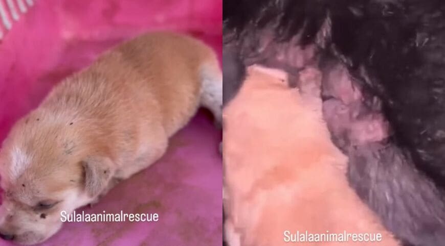 出所：<u><a href="https://www.instagram.com/p/DcThC9hoqvN/" target="_blank">@sulalaanimalrescue</a></u>
