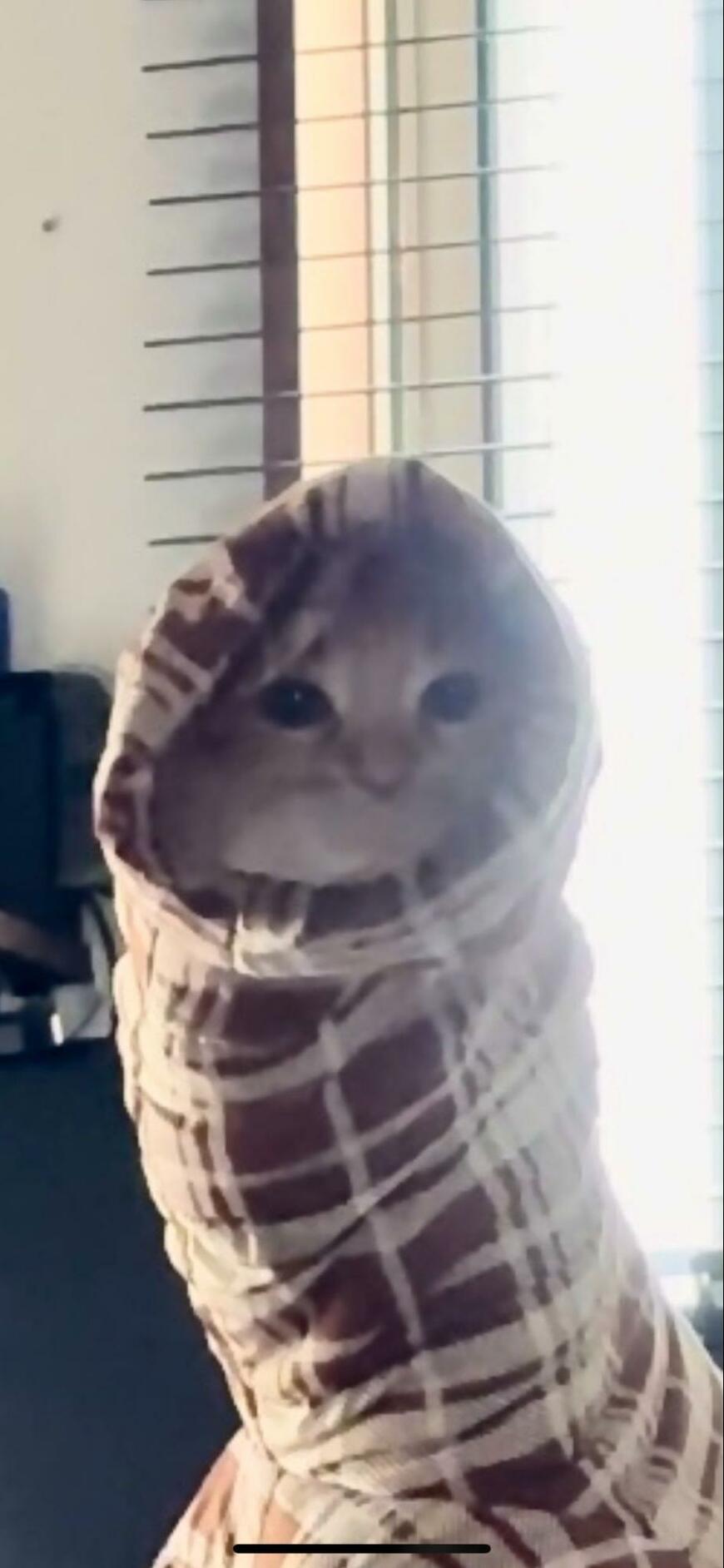 上着にハマる猫