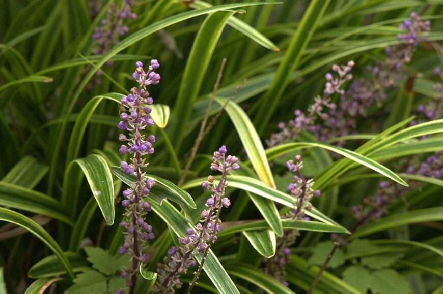 紫色の花を咲かせている、リリオペ。葉の縁にはクリーム色の斑が入っている