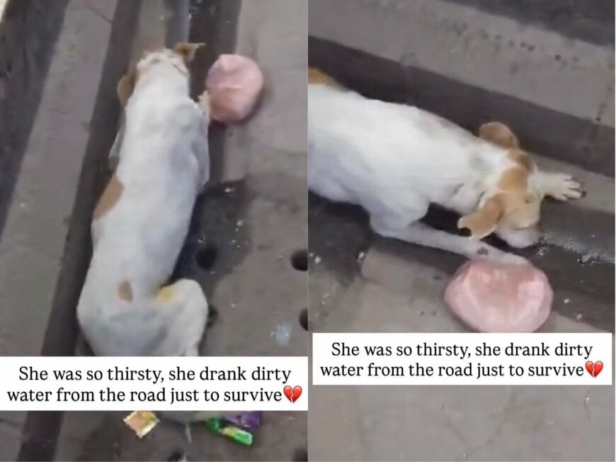 道路の汚れた水を飲もうとする犬のピディ