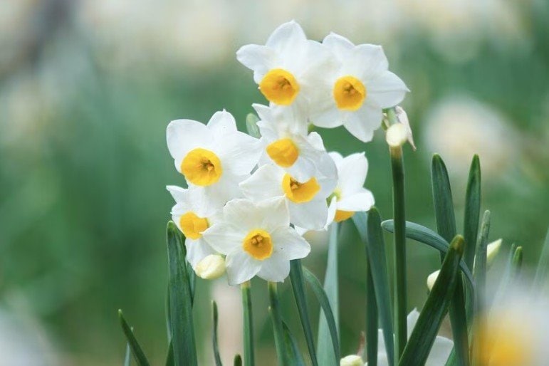 ハボタンの寄せ植え