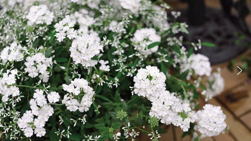 PROVEN WINNERS（プルーブンウィナーズ）　スーパーベナ（R）