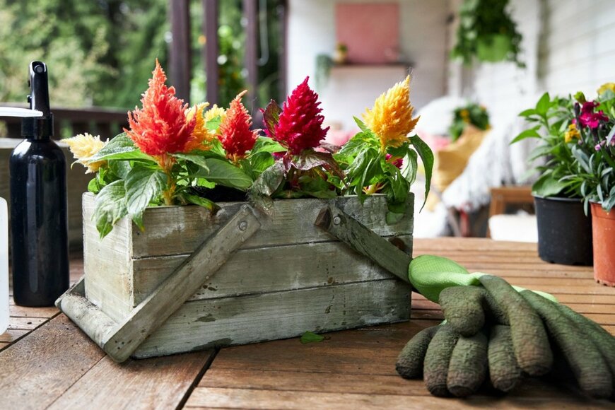 木のプランターに植えられたケイトウがバルコニーに置かれている