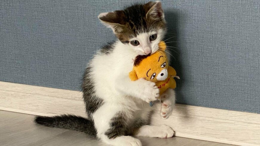 ぬいぐるみと猫