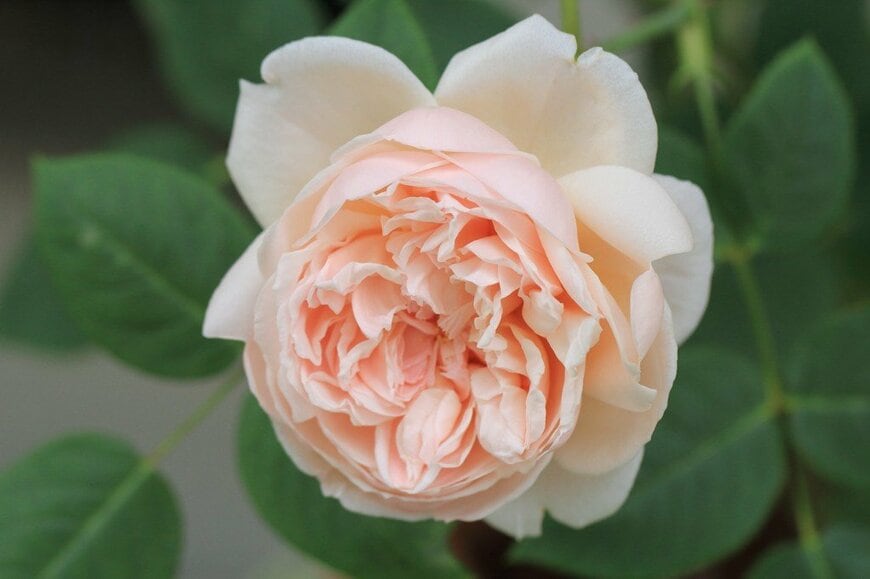 アプリコットカラーの花を咲かせている、スイート・ジュリエット