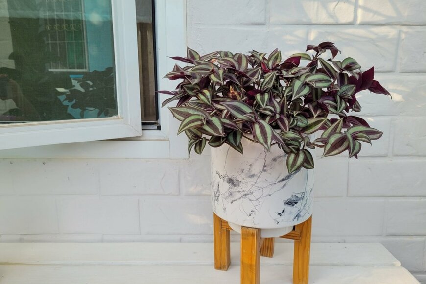 葉の縁と中央に紫色の縦縞が入っている、トラディスカンティア