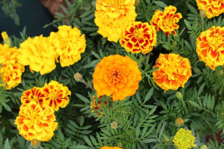 オレンジや黄色の花を咲かせている、マリーゴールド