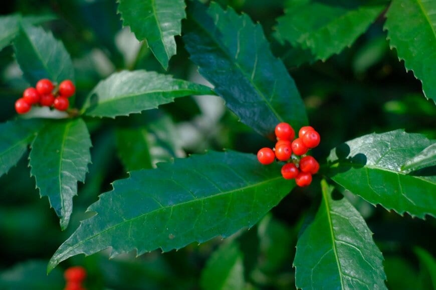 枝の一番上に赤い実を付けている、センリョウ
