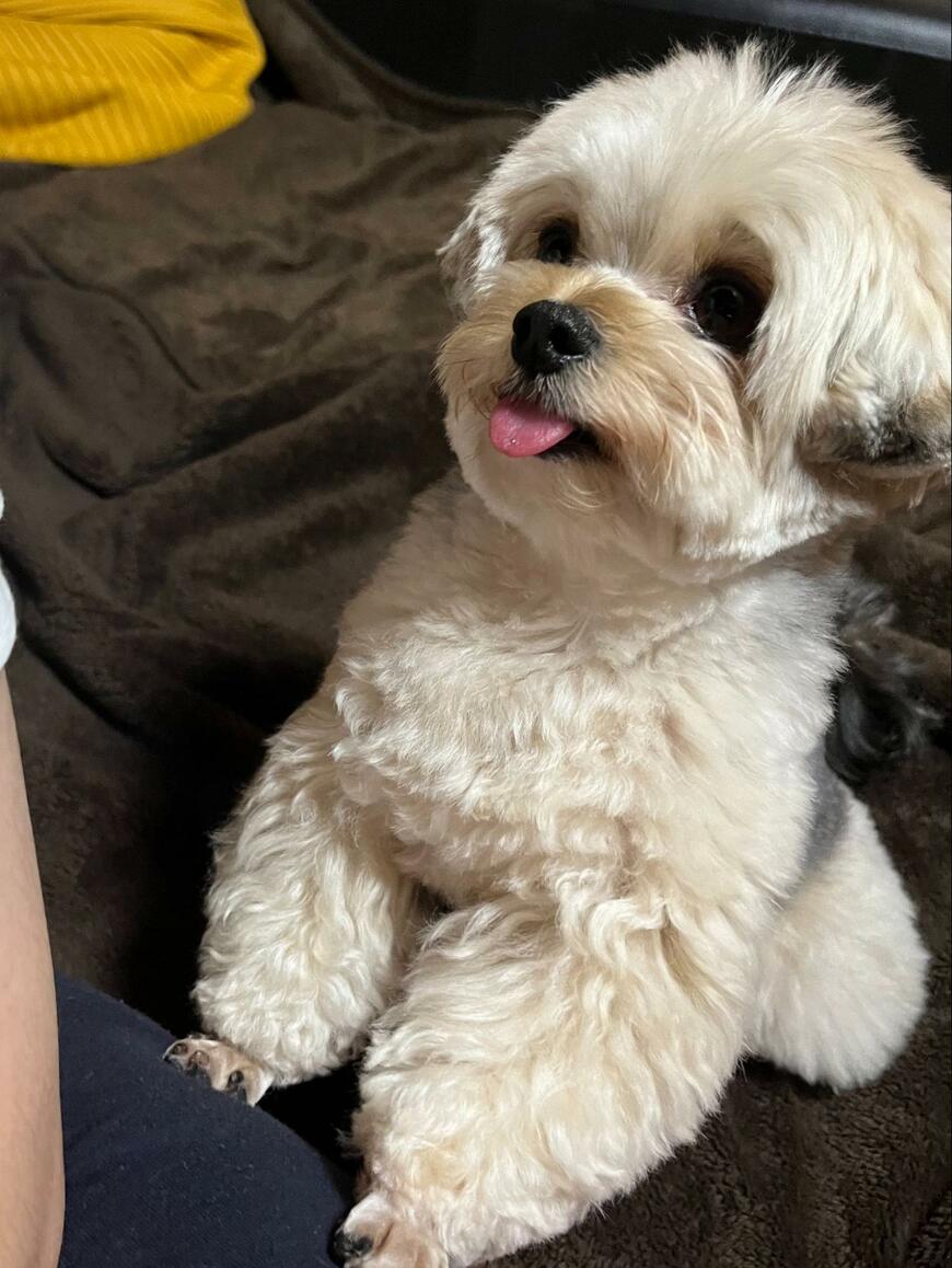 きれいにカットされた犬