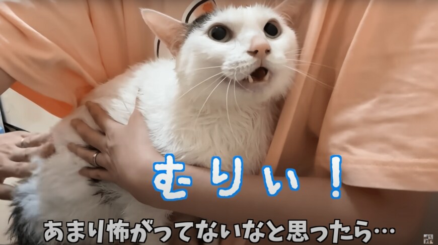 シャンプーするムキムキ猫ちゃん