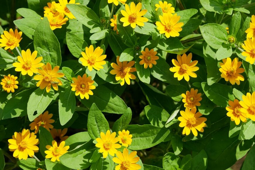 キク科の一年草メランポジウムの黄色い花が咲いている。