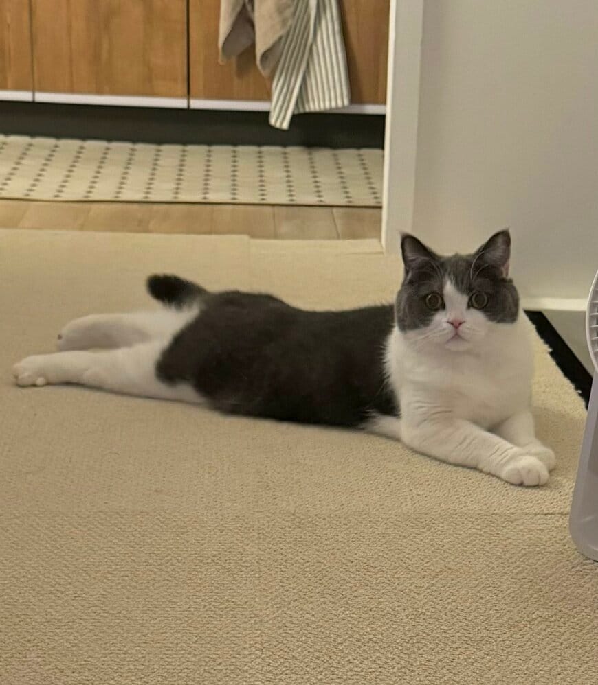 ツノの生えた猫