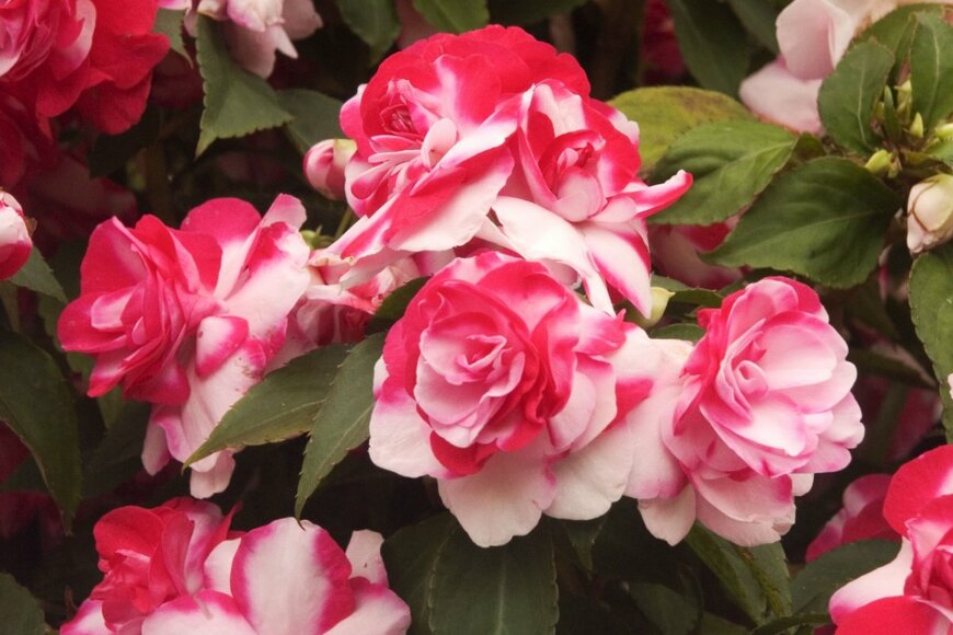 インパチェンス