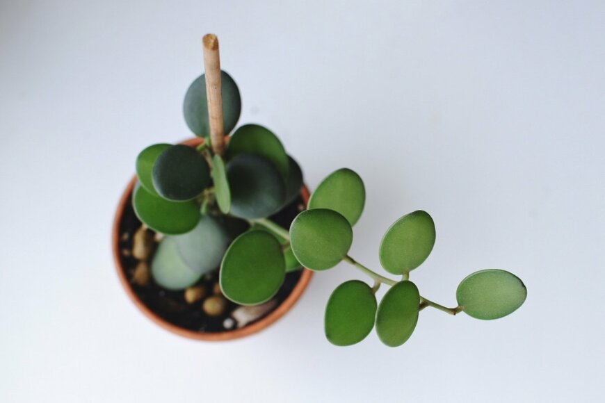 観葉植物グリーンドラムの葉。葉の形は丸い。