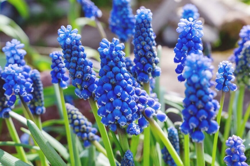 青い穂状の花を咲かせているムスカリ