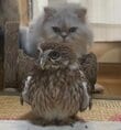 「何やねん」構ってくれない兄猫にフクロウが腹いせ→猫もドン引きの結果に笑いが止まらない！