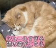 【まさか】“シュールすぎる猫”が話題！寝姿をよく見ると…意外な光景に目を疑う