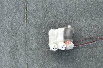 散歩する3匹の犬に思わず目を疑う　まるで「握り寿司」のようだと話題に