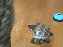 スケボーに乗った亀が向かった先は猫のもと　じっと見守る「猫と亀の距離感」がかわいい