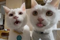 【じゃれ合う猫】人間のような「チョップ攻撃」を見せた猫　打点の高さに思わず目を疑う