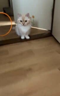 朝から元気いっぱいな猫ちゃんが話題に！再生回数2万2000回のパワフル猫ちゃんの姿に癒されるユーザー多数！