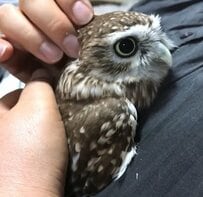 【ムニムニされるフクロウ】幸せそうな表情を見せた結果→飼い主の切ない想いに胸が熱くなる