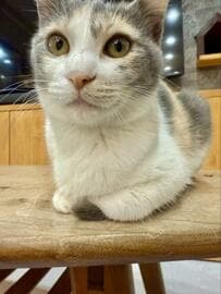 どうなってるの？！片足だけ香箱座りした手の間からはシッポがチョロチョロ！猫ちゃんが気になる投稿主さんはお仕事が進まない