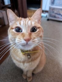 「コンビニ行こうかなぁ」と“考える猫”が話題！アニメみたいな表情に笑ってしまう