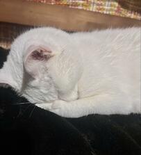 猫が教えてくれた「ごめん寝のときの手」が話題　まさかの答えに癒される