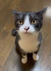 【もはや猫じゃない】猫がびっくりするほど伸びきったら…別の生き物に見えて思わず爆笑！