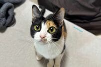 かわいすぎる「保護猫」に歯磨きおやつをあげてみると…　想像の斜め上を行く表情に「わんぱくが過ぎます」