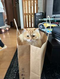 構ってもらえると思い紙袋に入った猫、直後の切なすぎる展開に3.4万いいね