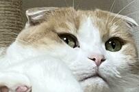 「何だろ…餅が食べたくなってくる…」思わず食欲をそそられる猫の写真が話題