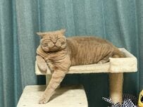 【ご、ごめんね？】こっそり猫を撮影していたら…振り返った猫の顔が人間ぽくて怖すぎた