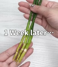 【ダイソー110円観葉植物】簡単おしゃれ！サンセベリア・スタッキーを「みつあみ」してみたら…？