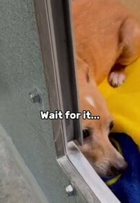 「完全に心を閉ざしていた」保護犬コットン　わずか数時間で見せた「奇跡の回復」に反響