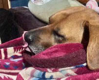 布団が好きな土佐犬さん「起きる？」と聞かれたときのリアクションがかわいすぎる