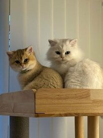 【んほーー！】子猫に猫じゃらしを与えたら…獲物を狙う顔が尋常じゃなくて目が釘付けに！