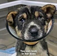 虐待を受け“生死の境をさまよっていた”子犬→必死のケアで回復を遂げると…感涙の結末に感動