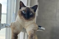 自宅でくつろぐ猫に違和感　屈強なボディで見つめる様子に「私の知ってる猫じゃない」