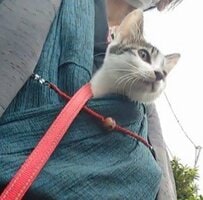 「着物の懐に入り顔を出す猫」　羽織を着た飼い主との「散歩風景」に癒される